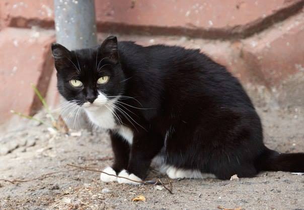 Soja_Katzen/Musja 001.jpg